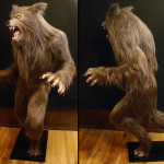 Custom life sized werewolf statue with national fiber tech fur