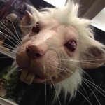 Rat sculpted bust hand laid hair realistic