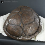 i like turtles costume shell