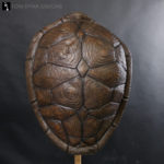 TMNT Costume ninja turtle shell
