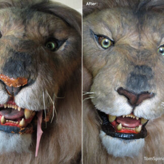 Lifesized Lion Statue Movie Prop Repair