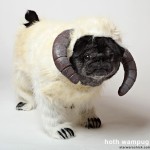 Chubbs the Hoth Wampug Famous Internet Dog