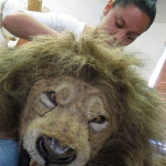 lion mane for puppet head