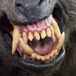 An American Werewolf in London Movie Prop Restoration