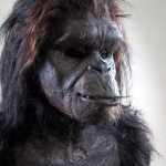 2001: A Space Odyssey ape costume by Stuart Freeborn